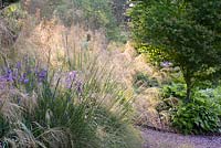 Deep blue Iris 'Tropic Night' amongst the golden awns of Stipa gigantea 'Gold Fontaene' at the Barn House, Glos in May