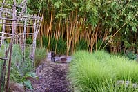 View to natural screen of Phyllostachys vivax f. aureocaulis - Bamboo - with Seslaria autumnalis growing in raised beds.  