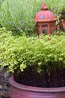 Adiantum capillus-veneris, maidenhair fern, in a pot in the garden at the Barn House, Glos in May