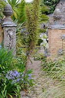Path leading from the main garden into the courtyard passes variegated cortaderia and self seeded echiums and agapanthus.