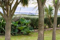 Cordyline australis - cabbage palms withSt Michael's Mount in distance.
