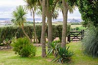 Cordyline australis - cabbage palms with gate opening and St Michael's Mount in distance.