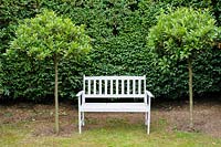 White bench between standard bay trees inside the maze of privet hedges that provides shelter from prevailing winds.