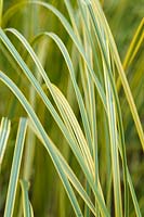 Cortaderia selloana 'Aureolineata' - Variegated pampas grass
