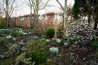 Bank planted with snowdrops, Cyclamen coum and a pink flowered rhododendron at Higher Cherubeer, Devon
