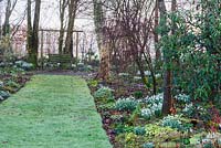 Clumps of snowdrops and Cyclamen coum illuminate borders below trees and shrubs at Higher Cherubeer, Devon in February