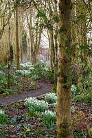 A winding path through woodland on the garden's edge lights up with clumps of snowdrops at Higher Cherubeer, Devon