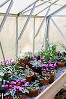 Pots of cylamen in greenhouse, Devon, UK