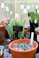 Pots of cyclamen and snowdrops in greenhouse