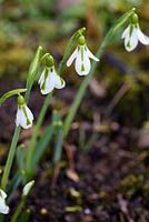 Galanthus 'South Hayes'