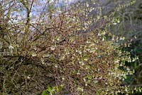 Lonicera fragrantissima - winter-flowering honeysuckle.