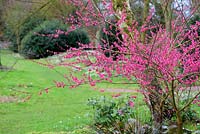 Prunus mume 'Beni-chidori'. Hodsock Priory, Blyth, Nottinghamshire
