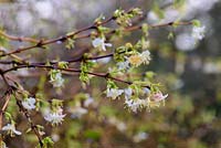 Lonicera fragrantissima - winter-flowering honeysuckle 