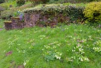 Primroses and grape hycacinths in grass with sandstone wall, Ross-on-Wye