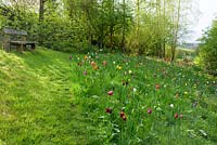 Sloping meadow with tulips, fritillaries and camassias, Ross-on-Wye, Herefordshire