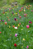 Sloping meadow of multicoloured tulips, fritillaries and camassias, Ross-on-Wye, Herefordshire