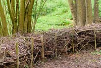 A 'fedge',  a fence and a hedge made using wood cuttings, Ross-on-Wye, Herefordshire