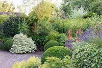 Clipped box spheres on terrace with euonymus, bamboo and fennel, Kent
