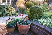 Pots of tulips with brick edged raised beds and box spheres, Stockbridge, Hampshire