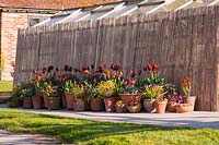 Pots of Tulipa 'Abu Hassan' and 'Princess Irene' against greenhouse screen, Stockbridge, Hampshire