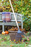 Basket of autumn leaves and rake on lawn.