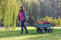 Woman pulling cart of autumn flowers across lawn.