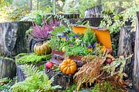 Suitcase and tree stumps, with ferns, Viola, apples and pumpkins.