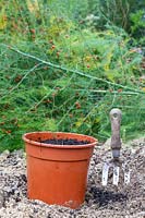 Transplanted seedling of Asparagus officinalis - Asparagus.