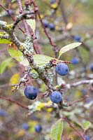 Prunus spinosa - Sloe