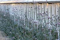 Verbena bonariensis in early Winter, lining the long Victorian greenhouse. 