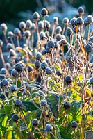 Rudbeckia seed heads covered in frost. 