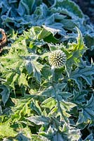 Echinops - Globe Thistle - covered in frost. 