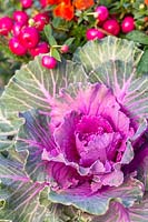 Brassica oleracea Capitata Group - Ornamental Cabbage - and Pernettya - Prickly Heath