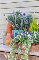 Blue autumnal arrangement with cut Echinops - Globe Thistle - and Euphorbia in vintage tin container, stacked terracotta pots and wooden crate of flowering Viola.