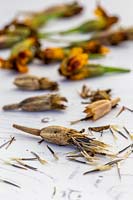 Tagetes patula 'Naughty Marietta' seeds and seedheads - French Marigold 'Naughty Marietta'