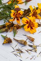 Tagetes patula 'Naughty Marietta flowers,' seeds and seedheads - French Marigold 'Naughty Marietta'