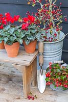 Festive flowering plants in pots, including red Cyclamen and Gaultheria procumbens.