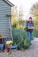 Woman carrying crate of organic vegetables to shed.