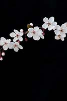Prunus maackii - Cherry tree blossom against black background. 