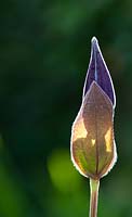 Clematis Integrifolia - flower bud