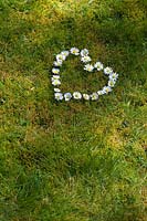 Bellis perennis - Heart shape daisies on grass