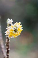 Edgeworthia Chrysantha - Paper bush shrub flowers
