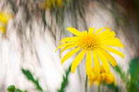 Euryops Chrysanthemoides - African bush daisy