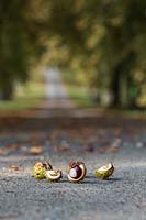 Aesculus hippocastanum - Horse chestnuts on road in English countryside, Oxfordshire