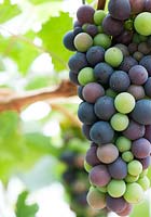 Vitis - Grapevine 'Royal Ascot' - Grapes ripening