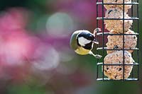 Parus major - Great tit on fat ball feeder