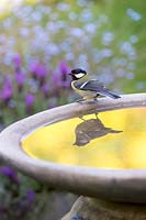 Parus major - Great tit sitting on bird bath with reflection