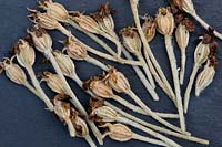 Lychnis Coronaria - Rose Campion flower seed pods 