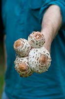 Macrolepiota procera - Man holding foraged parasol mushrooms 
