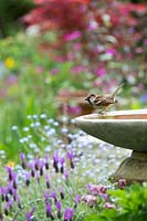 Passer domesticus - Male House sparrow on a birdbath. 